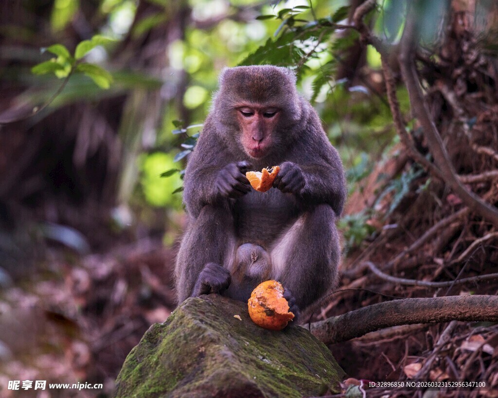猴子林中享用橙色食物