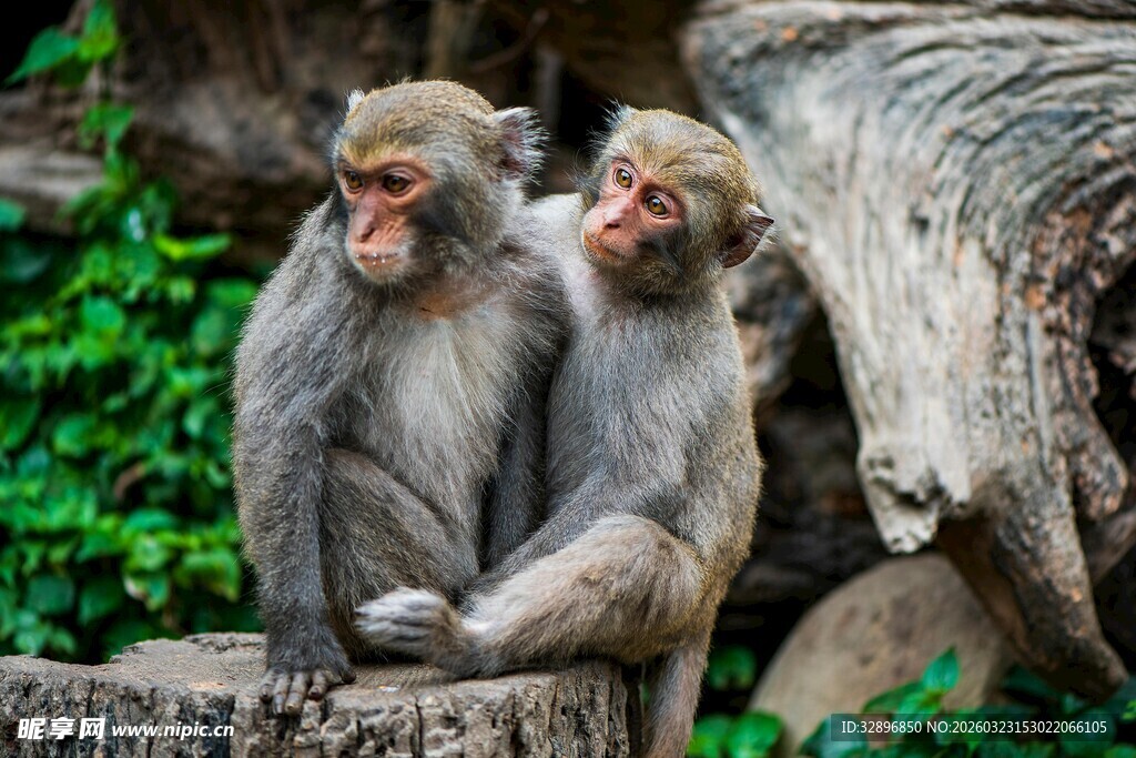 两只猴子坐于树桩旁