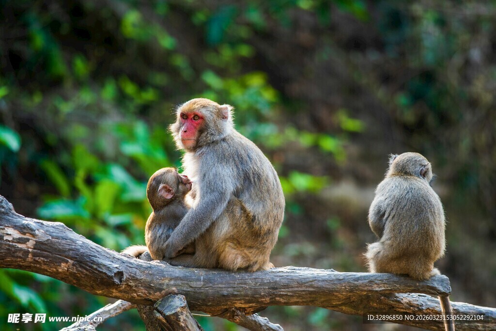 树枝上的猴子一家