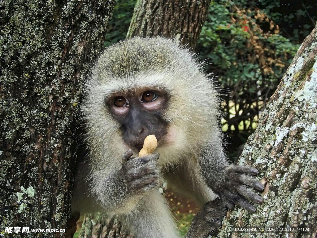 猴子树下进食瞬间