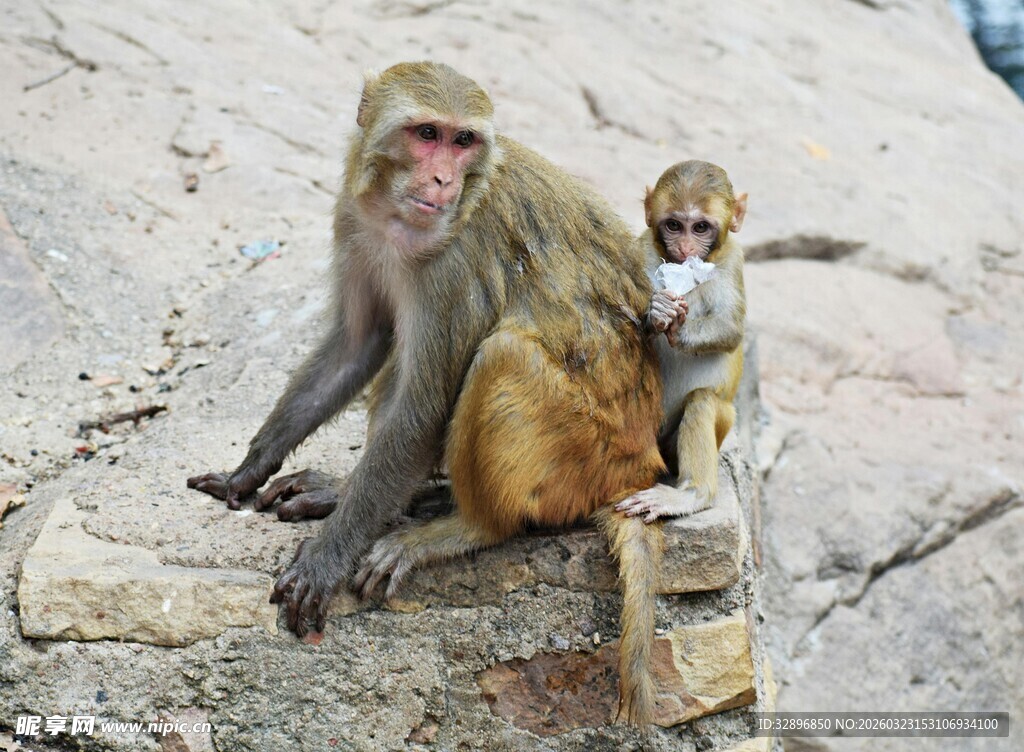 母猴与小猴相依坐于石上