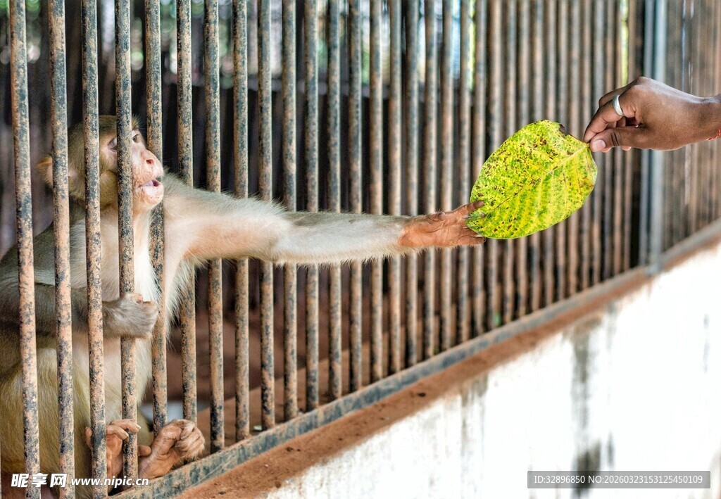 人笼外喂猴