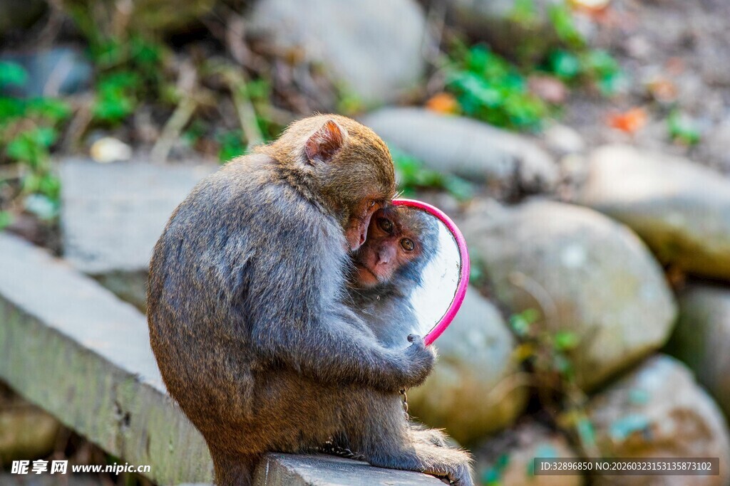 猴子怀抱幼崽温馨瞬间
