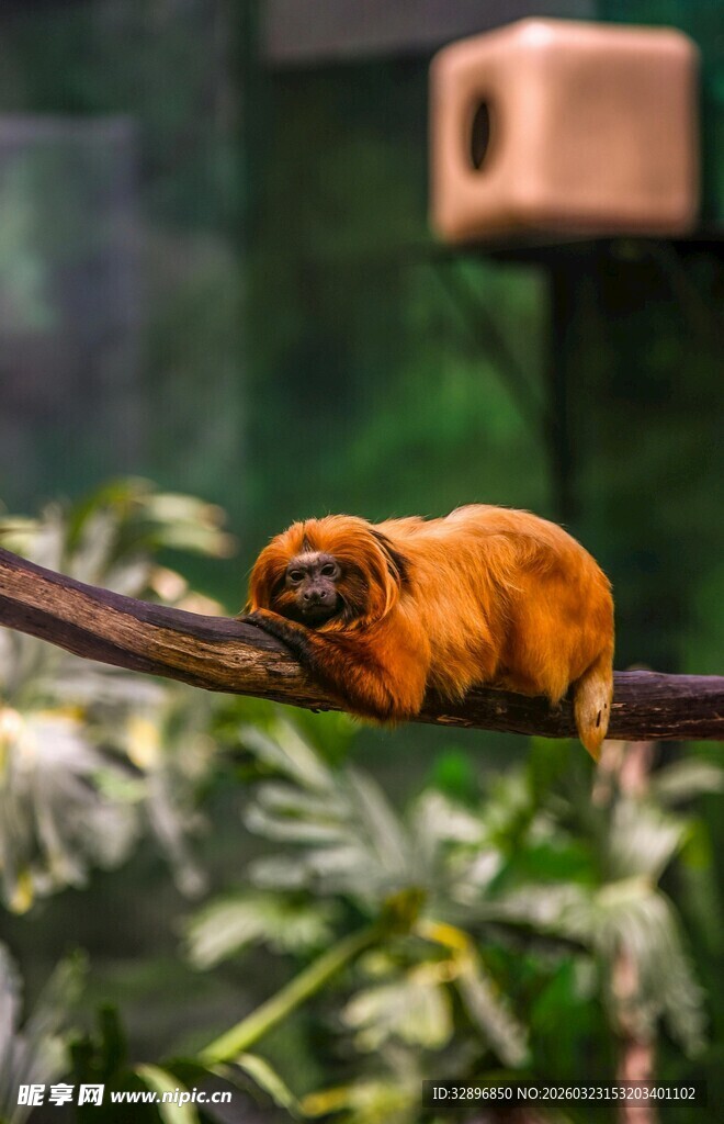 树枝上休憩的可爱金狮面狨