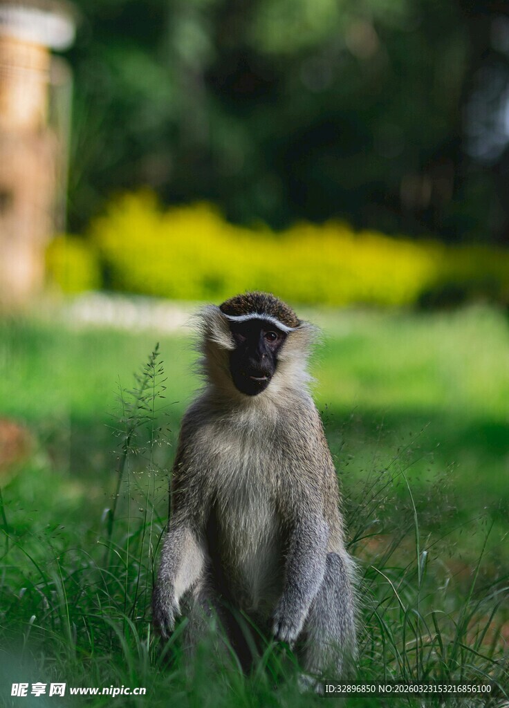 草地上的坐立猴子