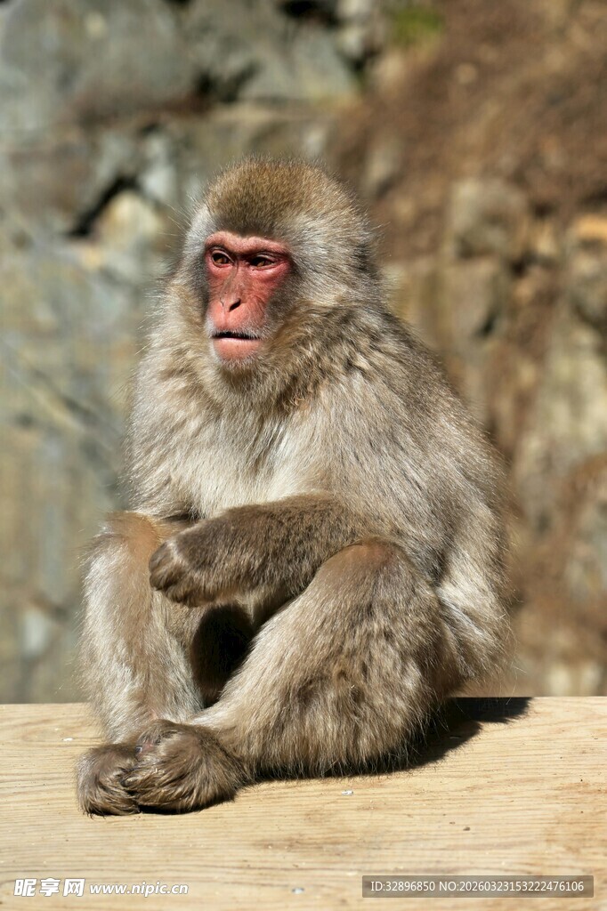 独坐的日本猕猴