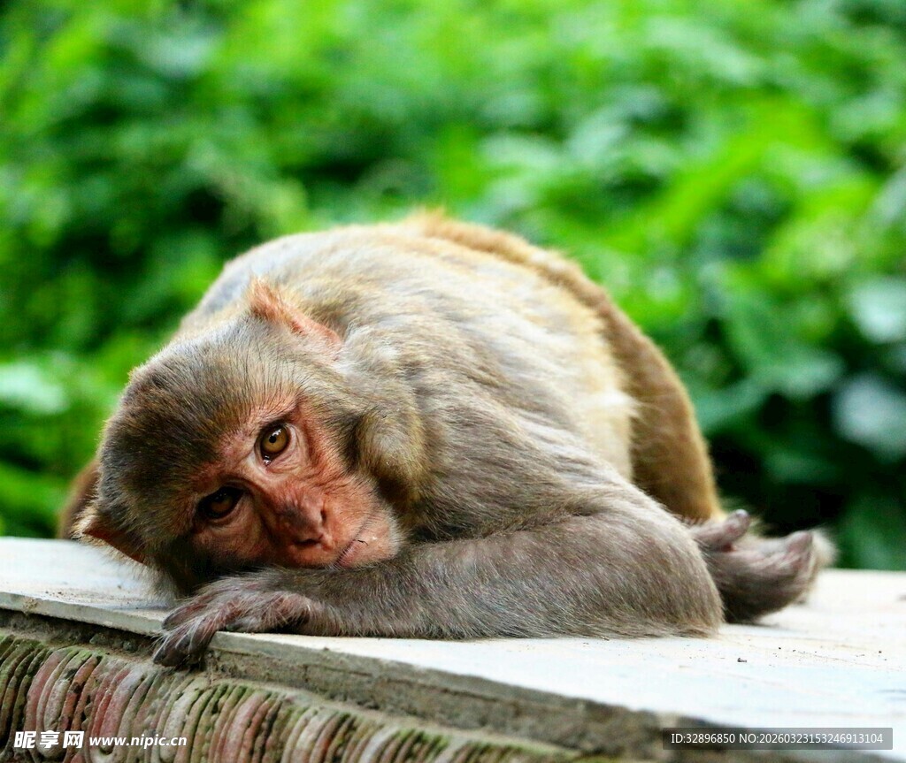 慵懒猴子趴坐绿意背景中