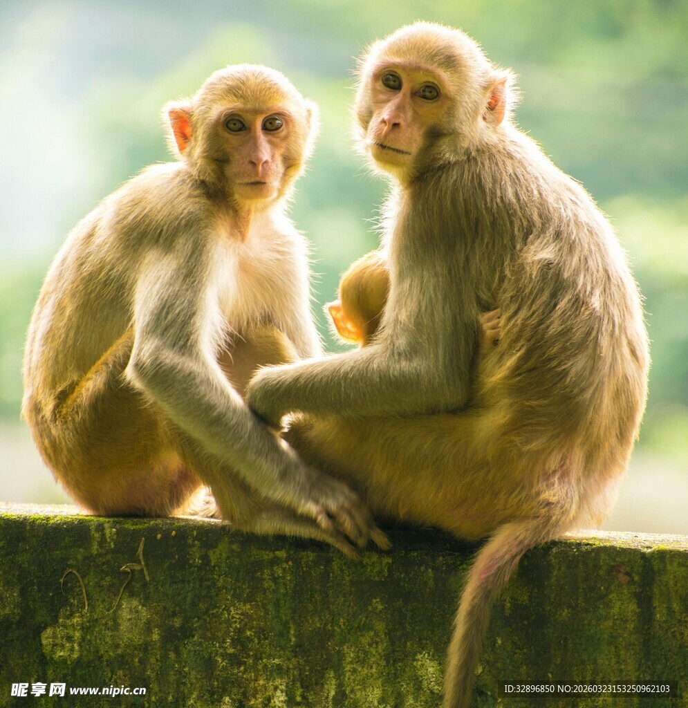 两只猴子坐于石上