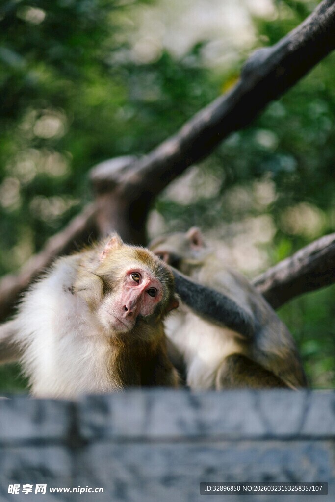 猴子张嘴露牙特写