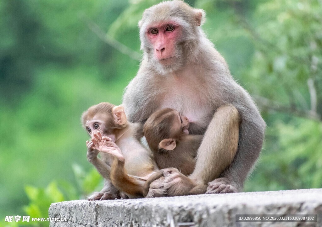 母猴与小猴依偎的温馨瞬间