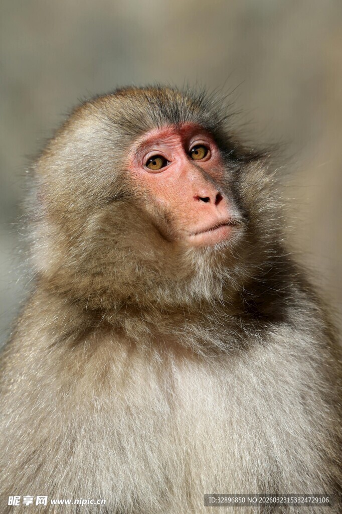 凝视的猴子
