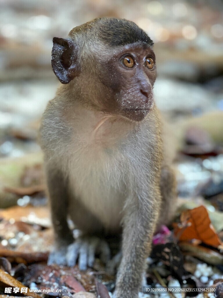 野外的猴子