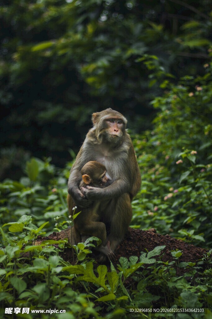 母猴怀抱小猴于丛林间