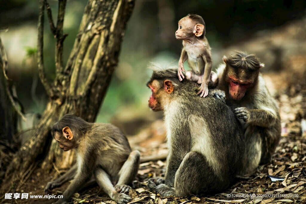 猴群在林间休憩