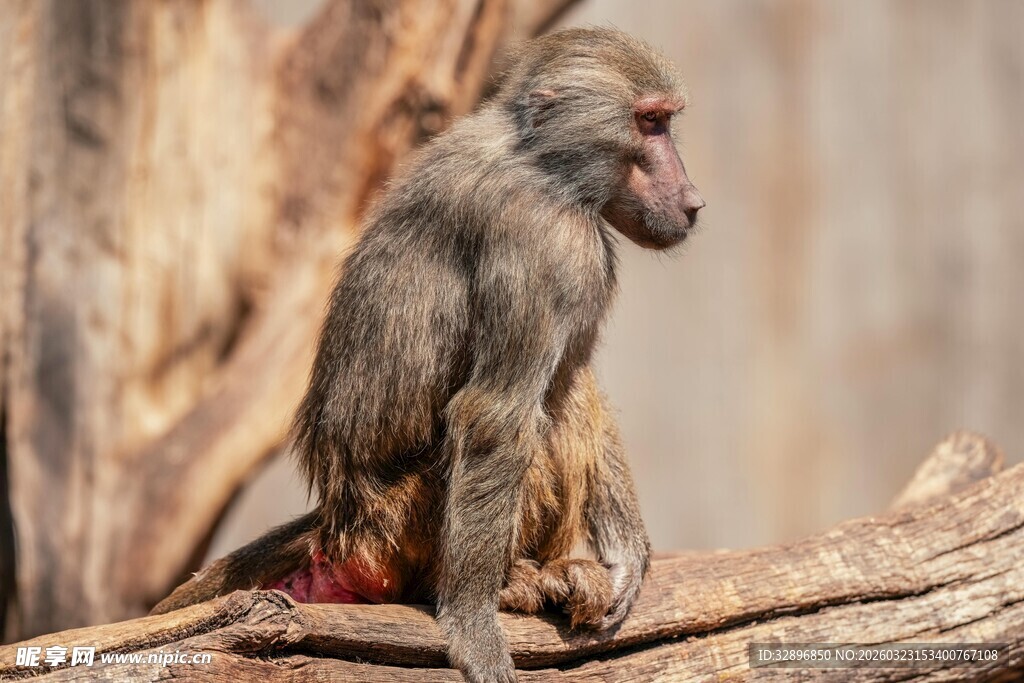 狒狒坐于树干专注远望