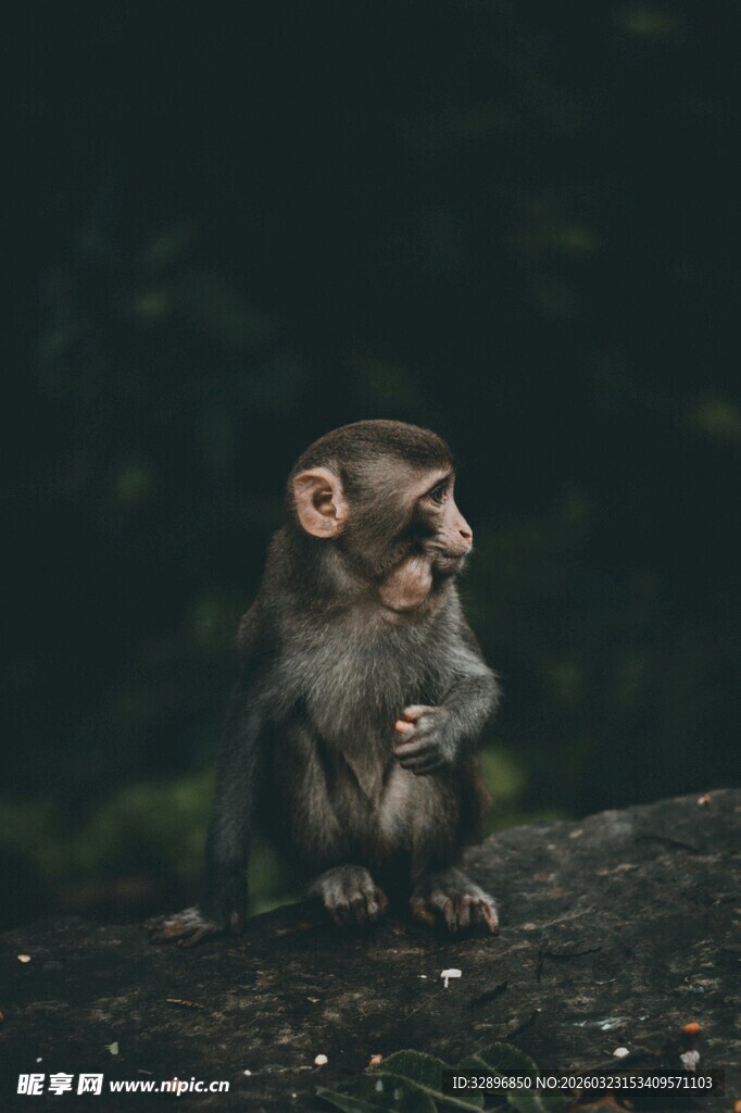 独坐的小猴子