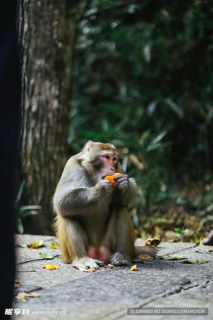 猴子专注进食场景