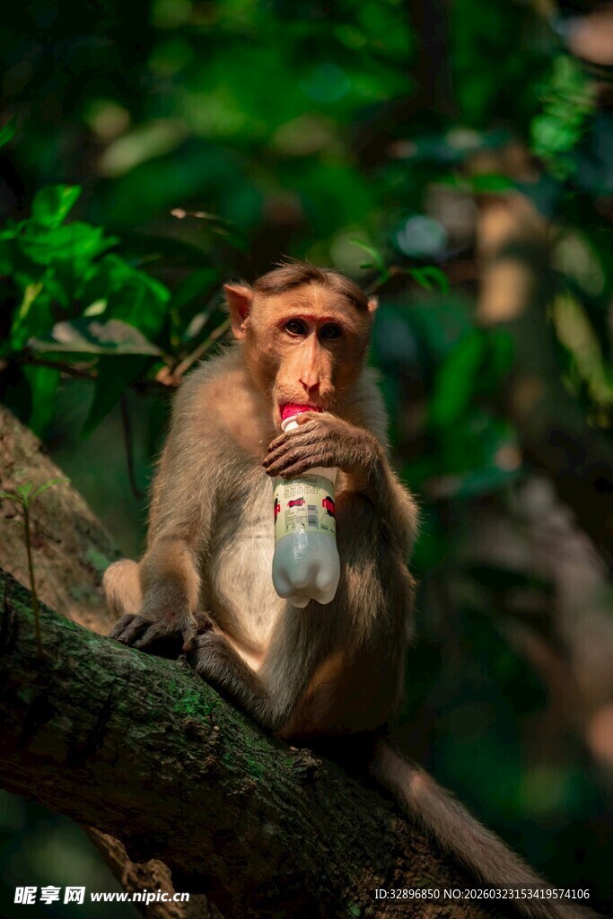猴子树上持物神情专注
