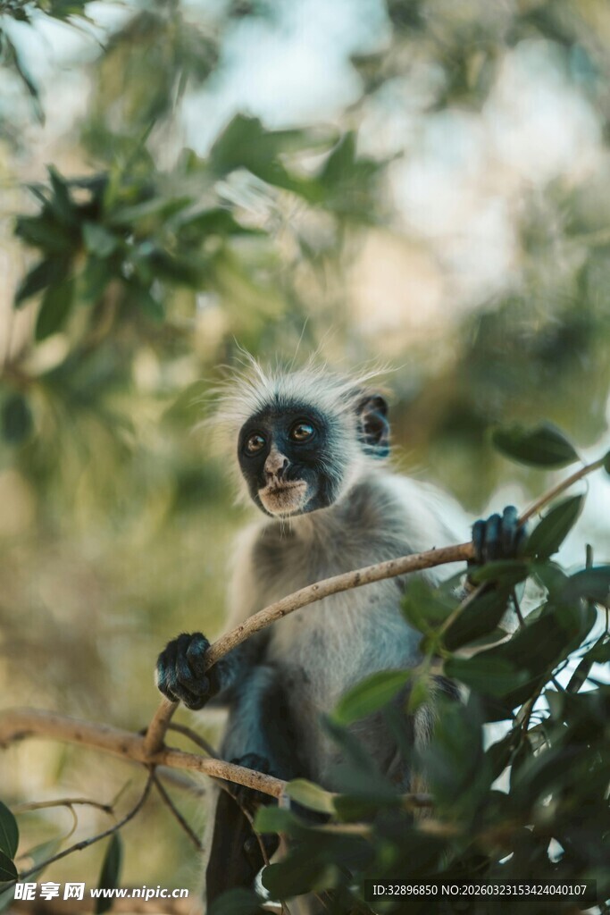 枝头的可爱小猴