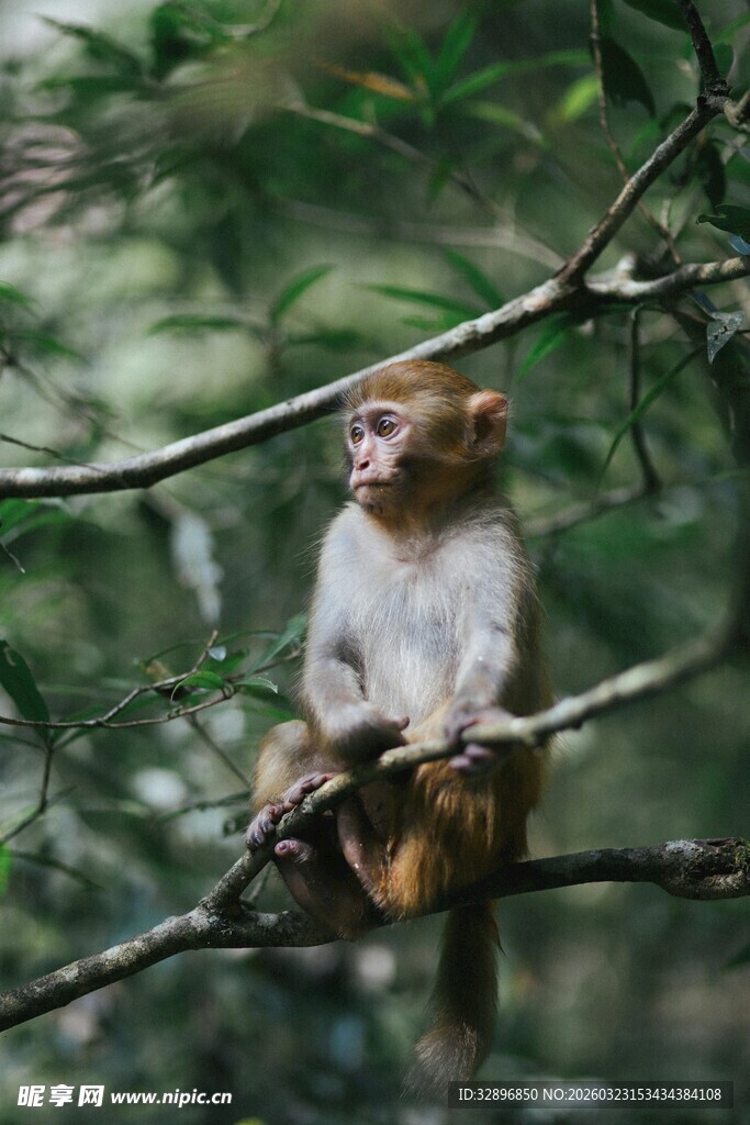 树上的可爱小猴子