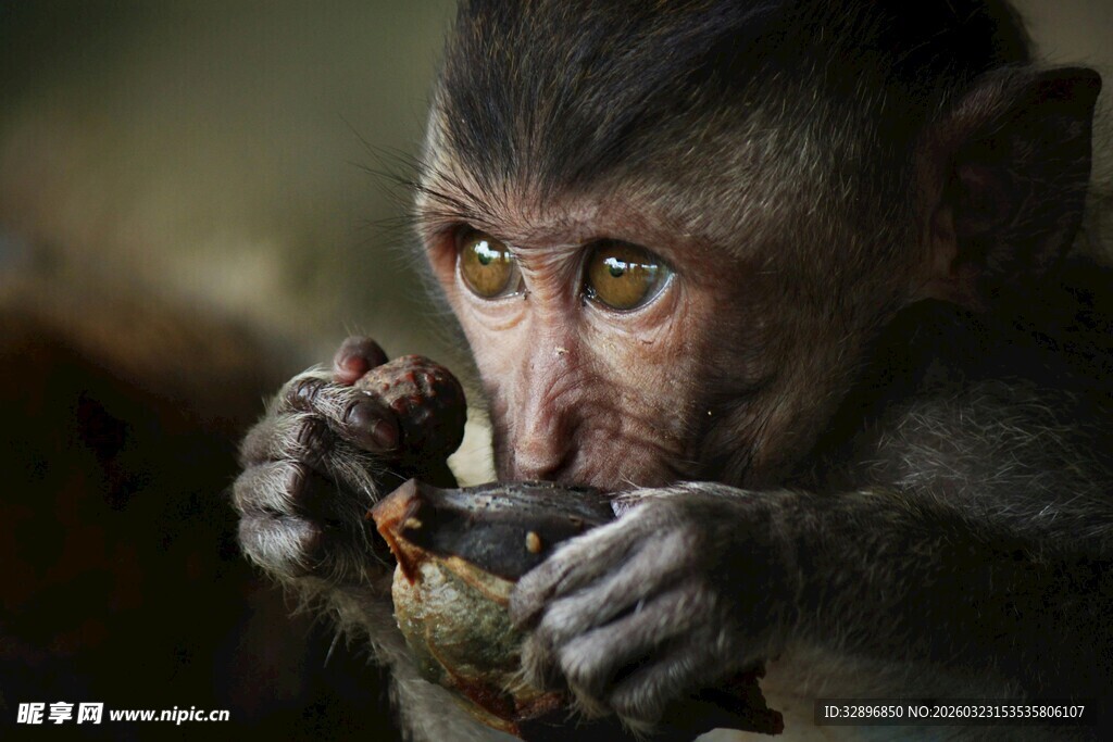 猴子专注进食的瞬间