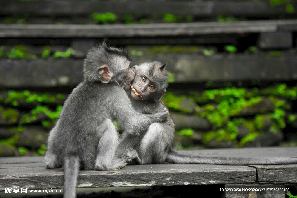 两只猴子亲昵互动