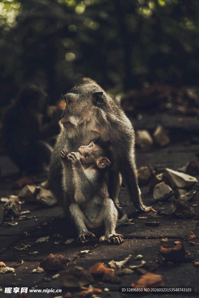树林中几只猴子互动场景