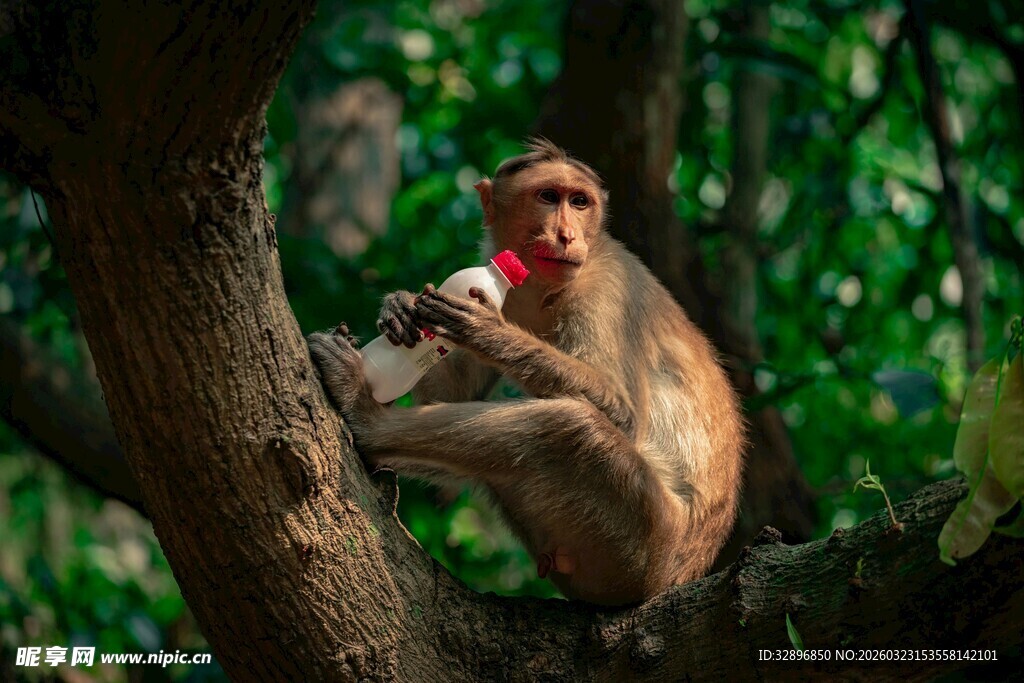 树上猴子手持白色物体