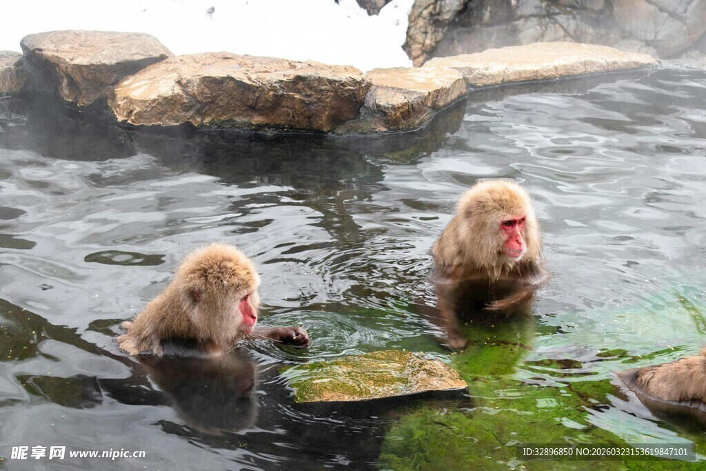 水中嬉戏的可爱猴子