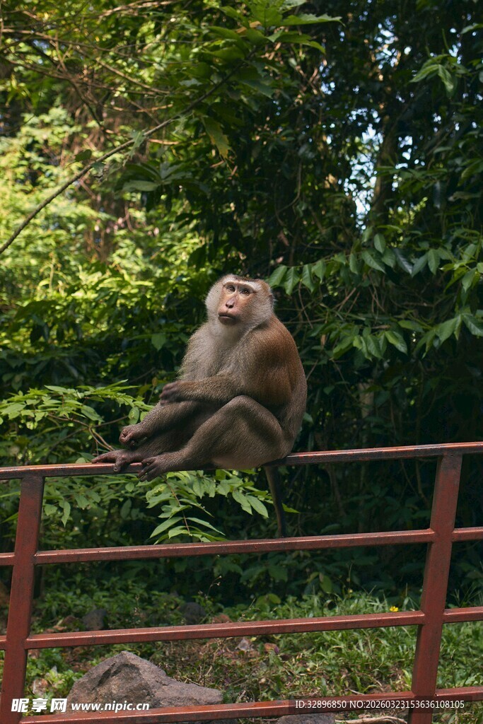 猴子坐护栏享受林间时光