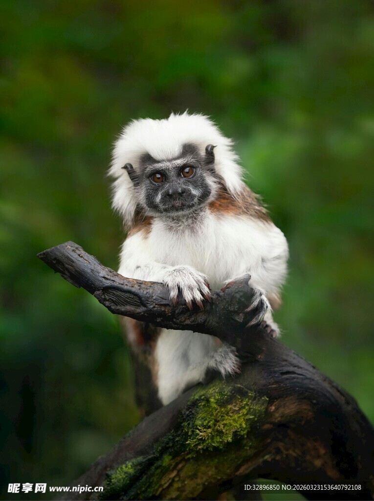 白耳狨猴栖息于树枝间