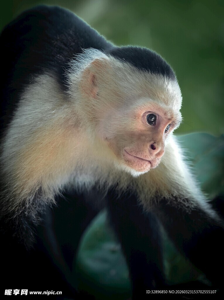 白面卷尾猴特写