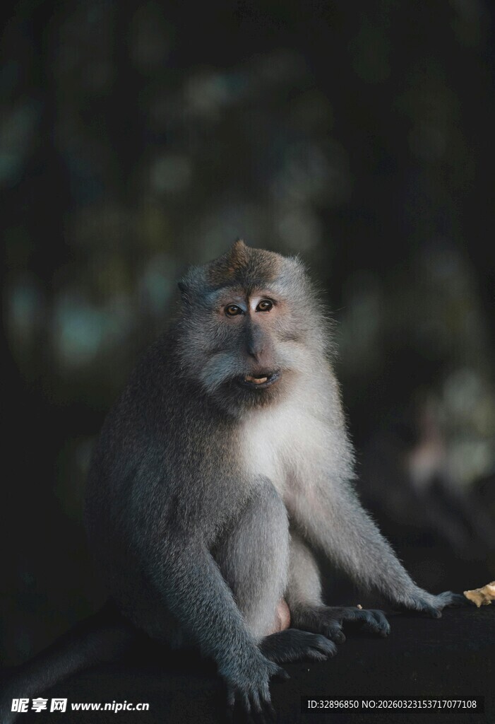 独坐的猴子