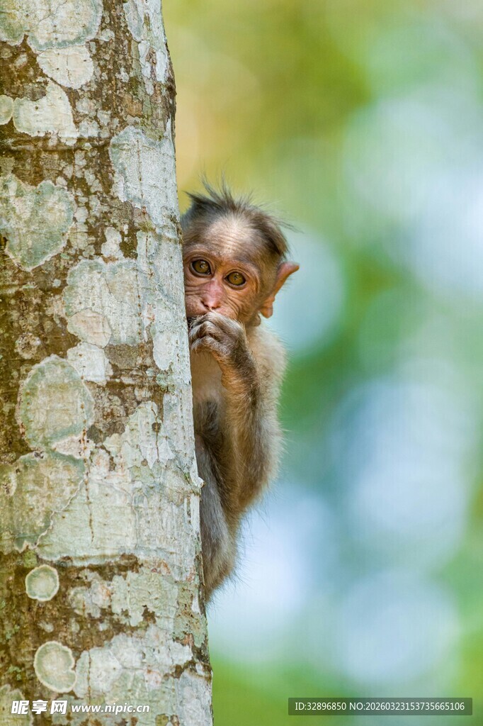 猴子躲树后好奇张望