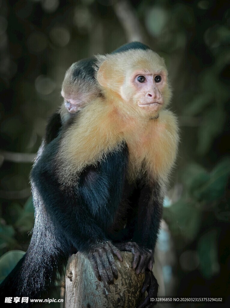 白面卷尾猴特写