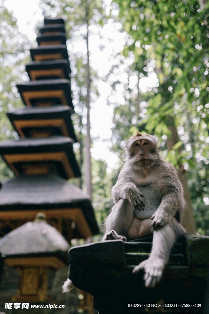 寺庙旁的猴子