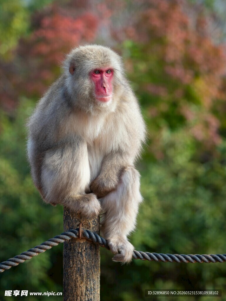 坐于绳索上的可爱猴子