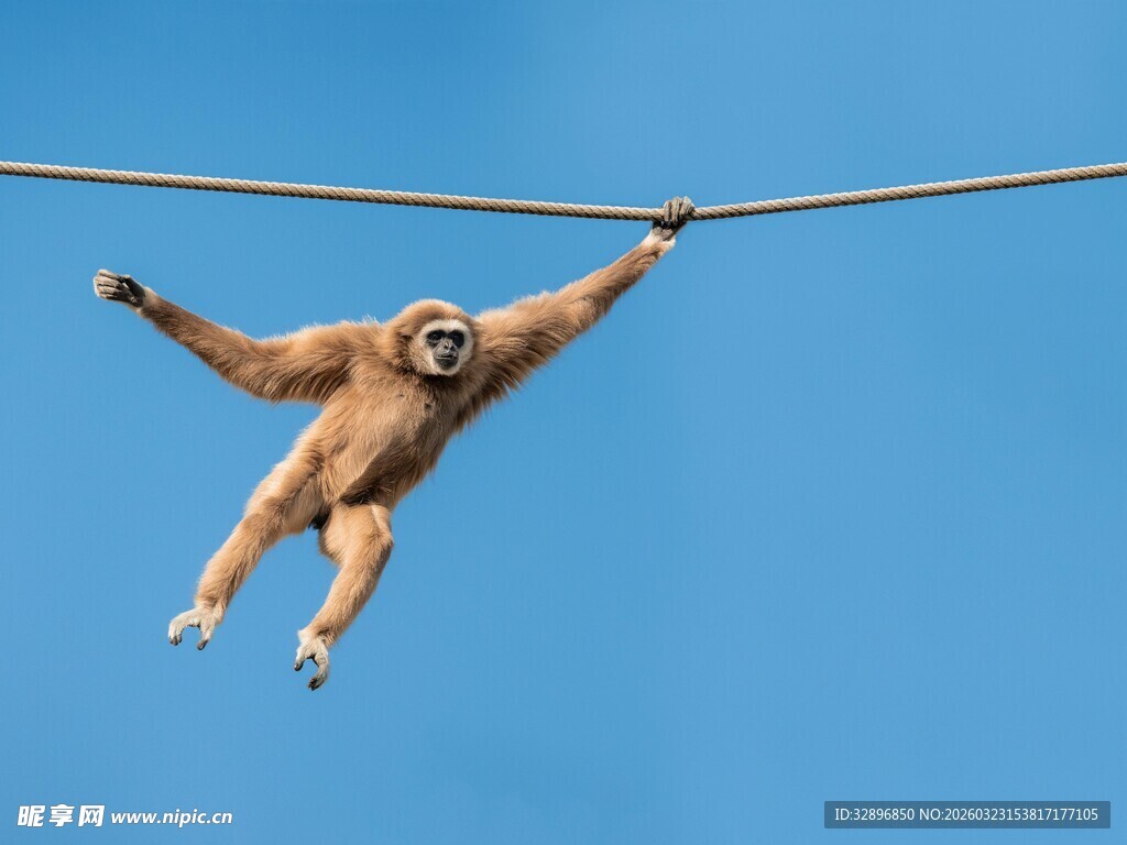 挂绳上的长臂猿
