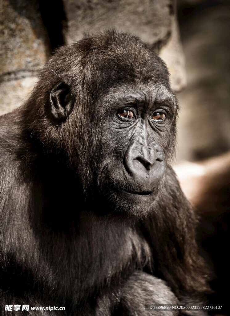 黑猩猩特写
