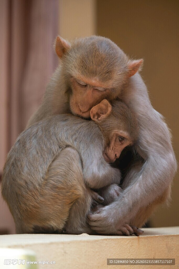 母猴与小猴亲昵相拥