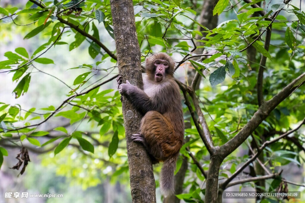 树上玩耍的猴子