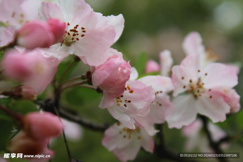 垂丝海棠