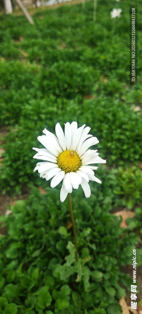 田野中的单株小白雏菊