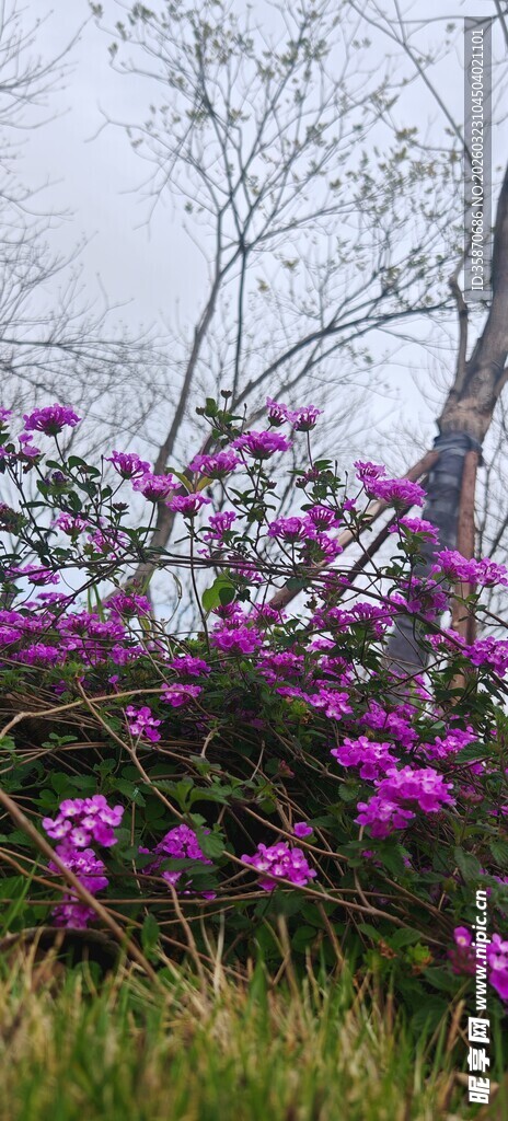 紫色花丛绽放于绿野间