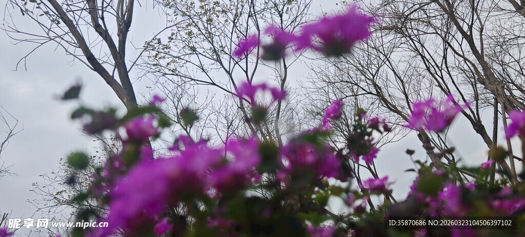 绽放的紫色花卉