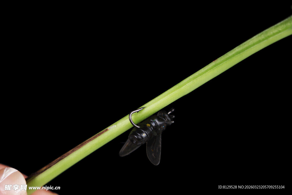 绿叶上的黑翅昆虫