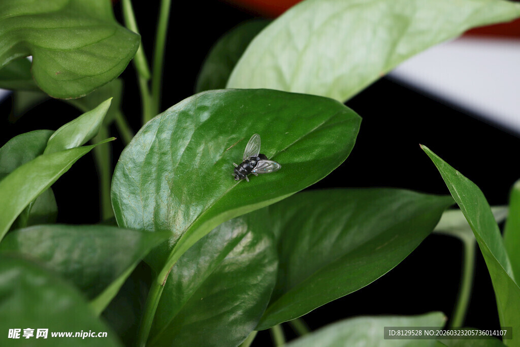 绿叶上的小昆虫