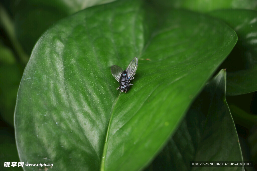 绿叶上的小蜘蛛