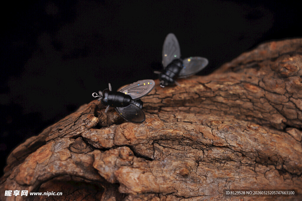 岩石上的两只昆虫