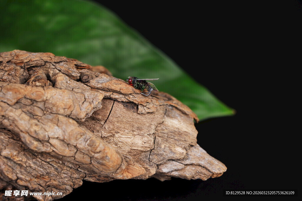 枯叶状壁虎特写